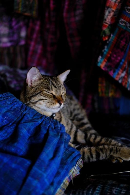 Street cat. Antigua, Guatemala. 2022. Fuji X-T4.