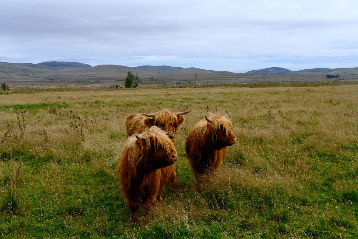Highland cows / emo band. Scotland. 2022. Fuji X-T4.