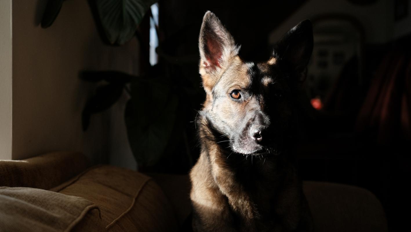 Hex, Czech Shepherd Dog. Portland, OR. 2024. Fuji X-T4.