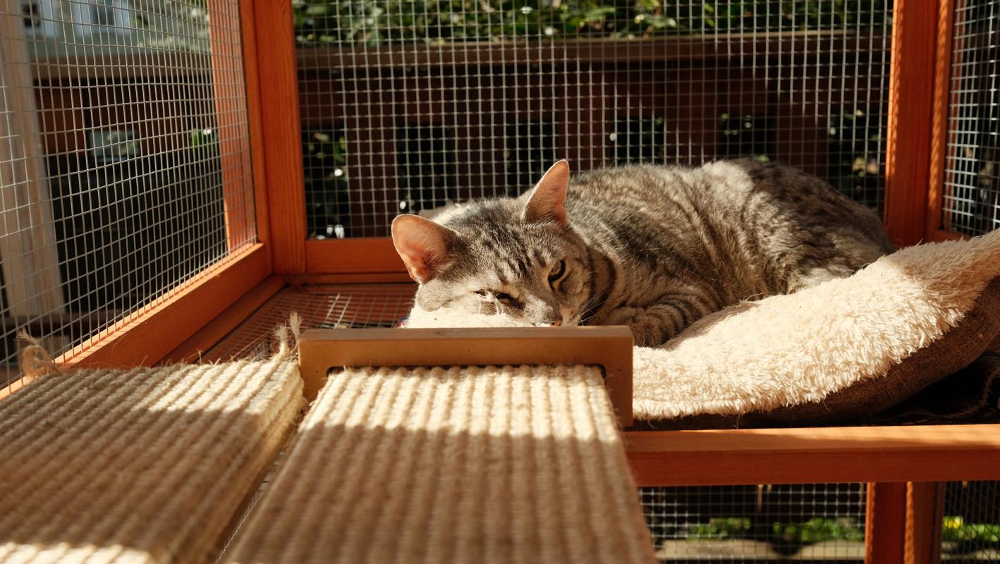 Jinx in repose. Portland, OR. 2025. Fuji X-T4.
