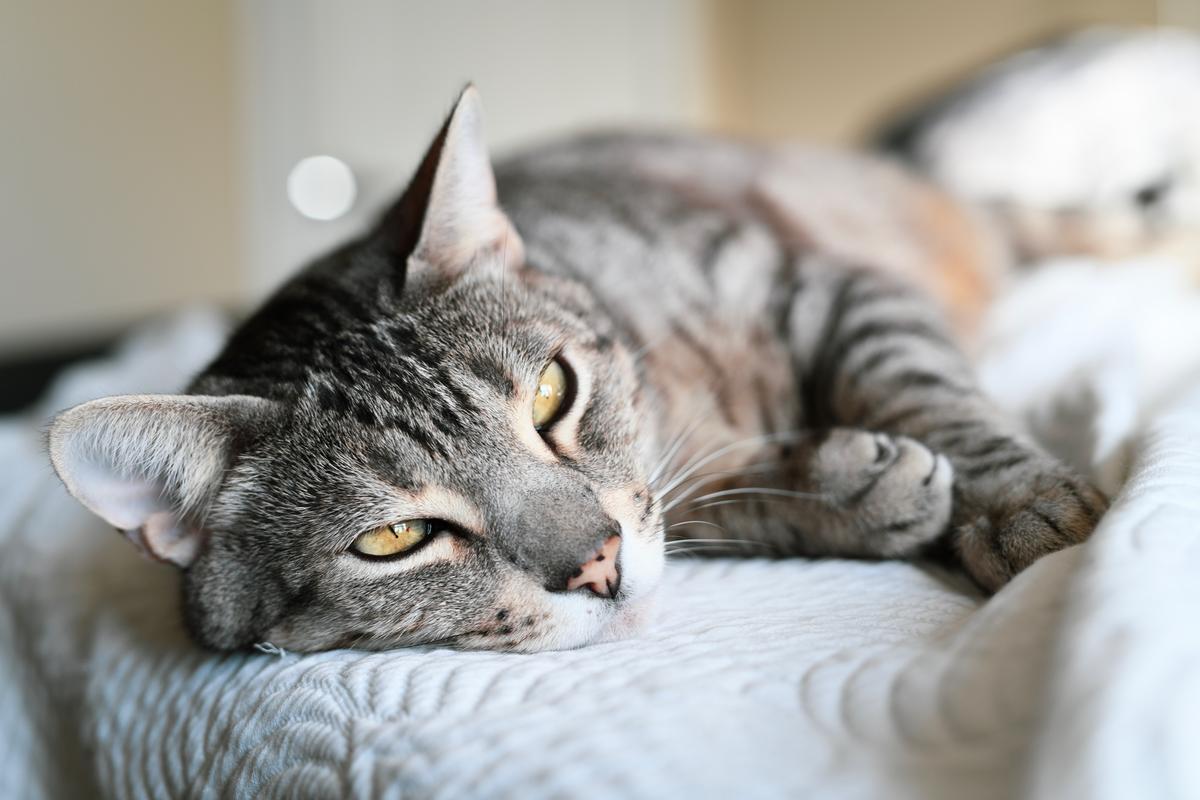 Jinx, Bengal cat. New Haven, CT. 2017. Nikon D850.