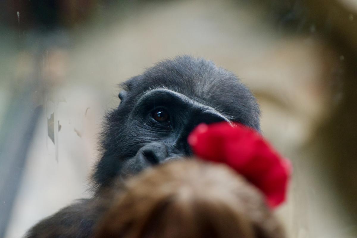 Child and gorilla. Boston, MA. 2017. Nikon D5500.