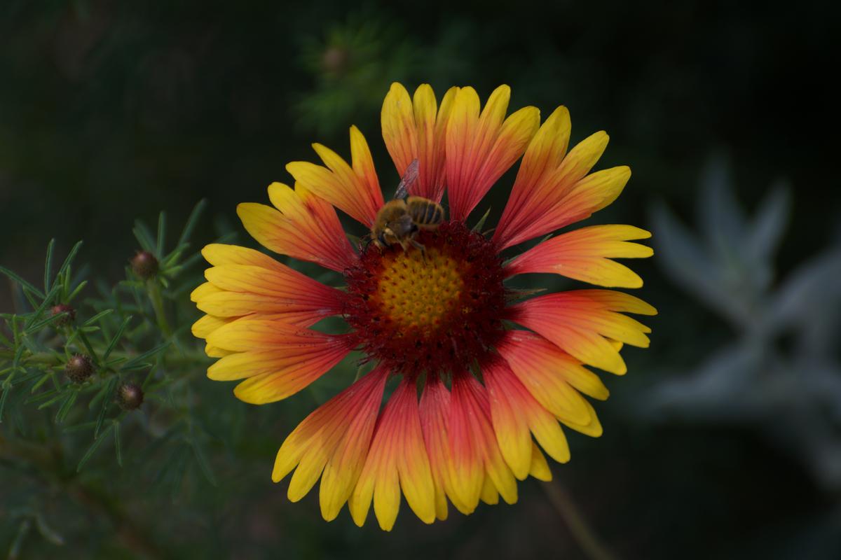 Bee on flower. Denver, CO. 2018. Nikon D5500.