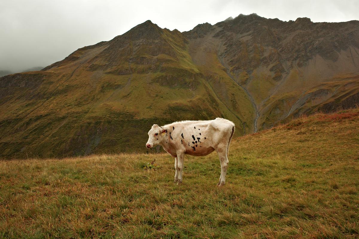 Young cow, watchful. Switzerland. 2025. Ricoh GRiii.
