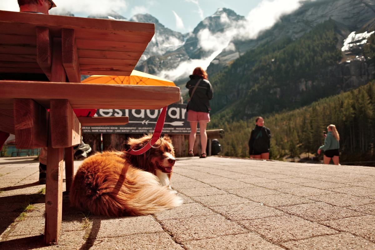 Happy dog. Switzerland. 2025. Ricoh GRiii.