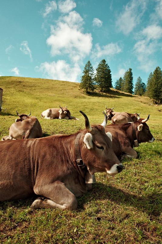 Relaxing cows. Stoos, Switzerland. 2025. Ricoh GRiii.