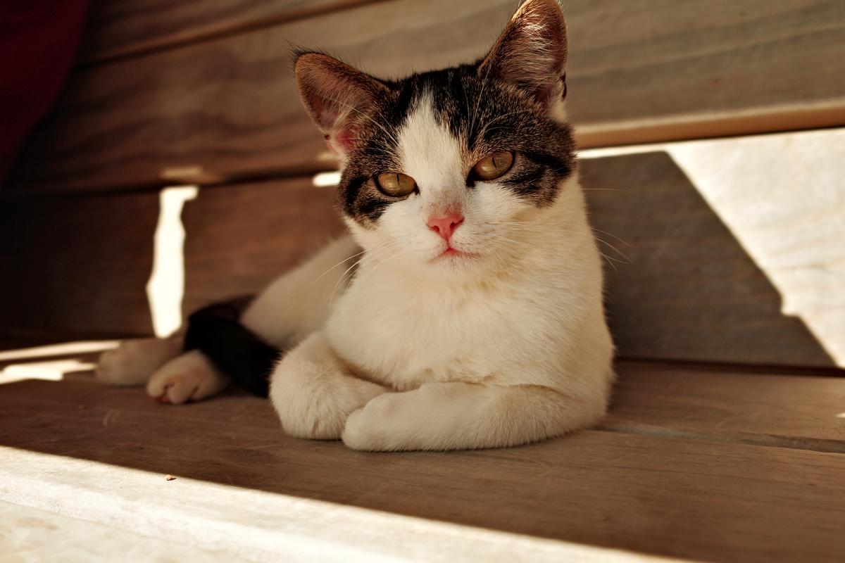 Cat with aura. Switzerland. 2025. Ricoh GRiii.